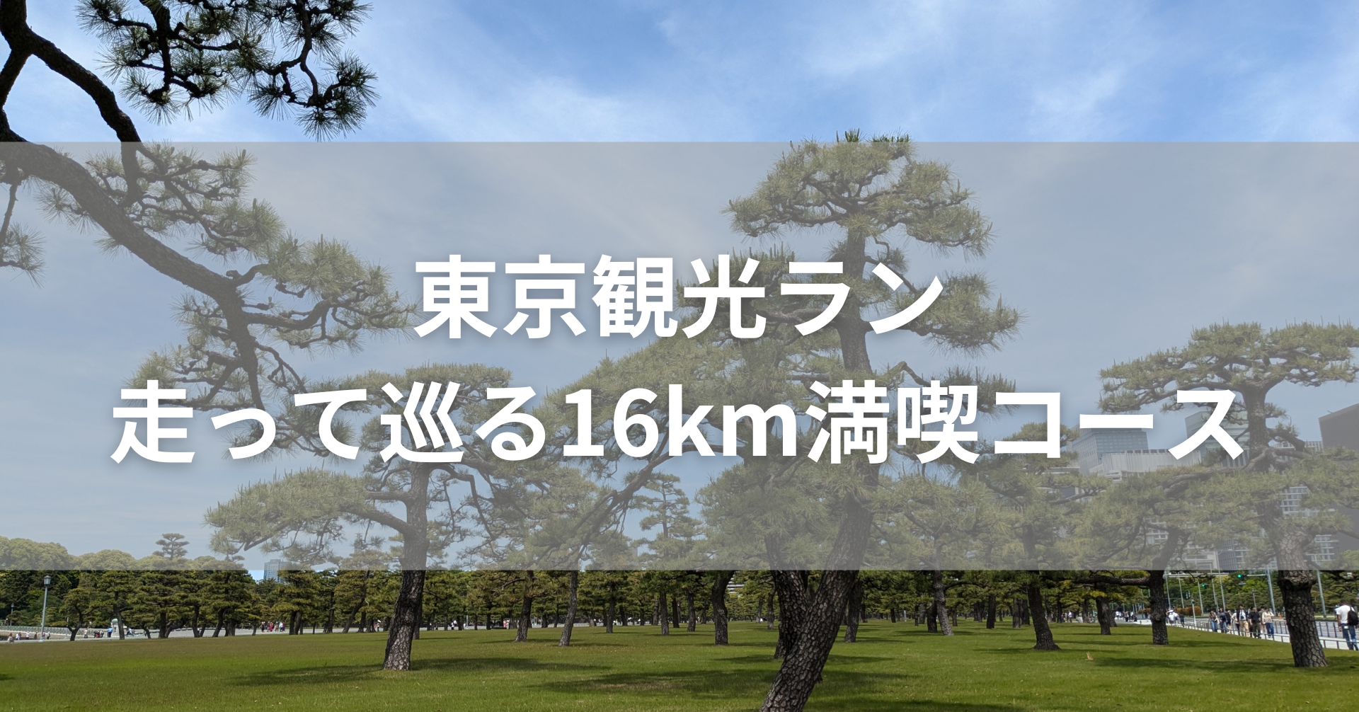 青空を背景にした皇居の松の木