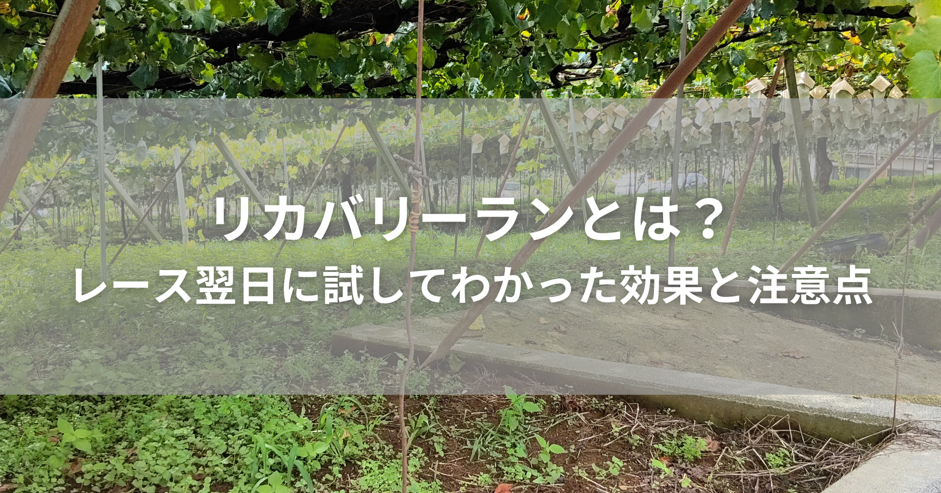 巨峰の丘マラソンで見たぶどう畑