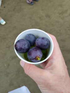 巨峰の丘マラソン。ゴール後のぶどうの試食
